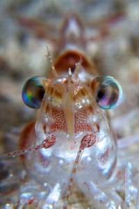 "Shrimp Portrait" by Iyad Suleyman 